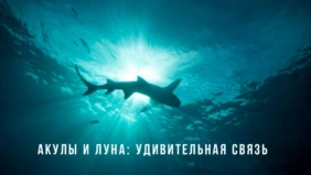Трейлер 1