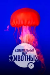 Удивительный мир животных
