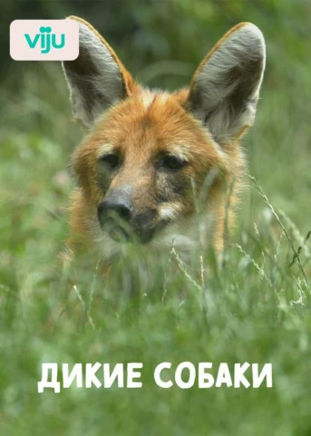 1 серия