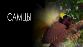 Трейлер 1