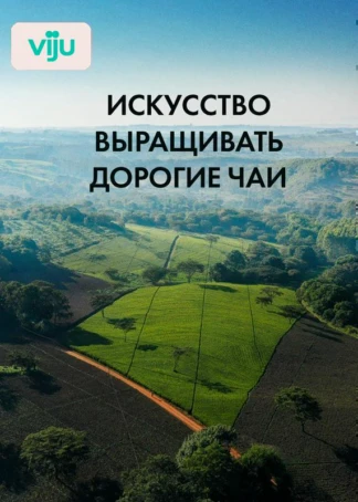 Искусство выращивать дорогие чаи