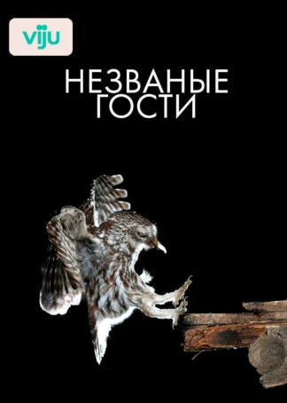 Незваные гости
