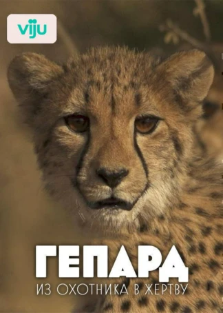 Гепард. Из охотника в жертву