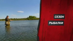 Лето. Фидер на Волге