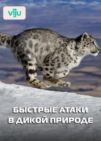 Быстрые атаки в дикой природе
