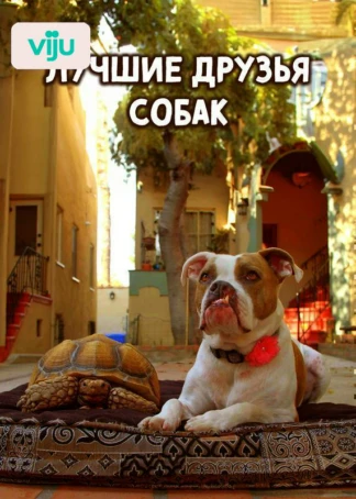 Лучшие друзья собак