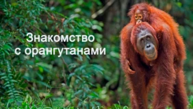 Трейлер 1